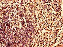 IRF7 Antibody