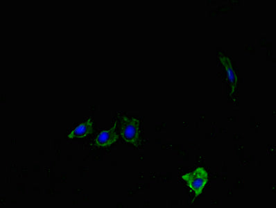 Lypla1 Antibody