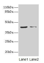 MAPK13 Antibody