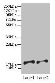 PFDN5 Antibody