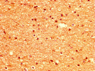 MSI1 Antibody