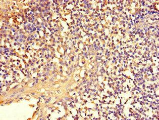 NFE2L1 Antibody