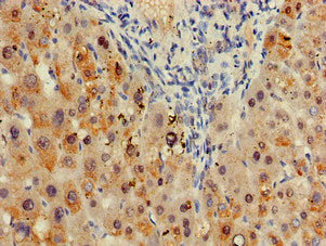 SDCBP Antibody