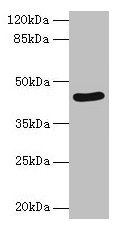 SERPINB8 Antibody