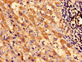 SOCS3 Antibody