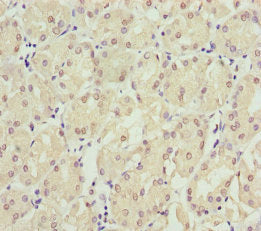 EPPIN Antibody
