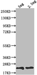 TRBC2 Antibody