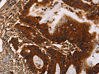 GPA33 Antibody