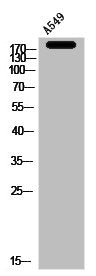 PEG3 Antibody