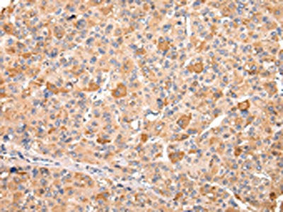 RERE Antibody