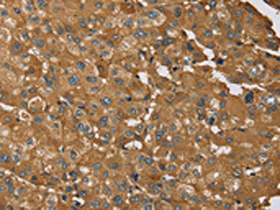RNF5 Antibody