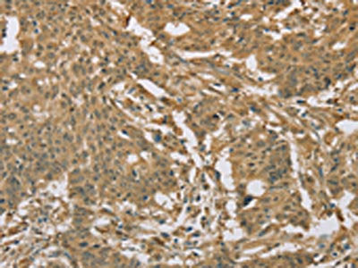 EIF6 Antibody