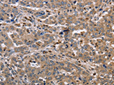 EDA Antibody