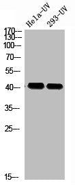 Phospho-RAD51 (T309) Antibody