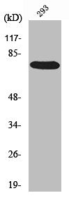 RAF1 Antibody