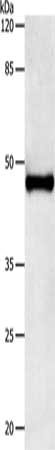 IL11RA Antibody