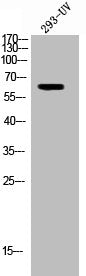 Phospho-TH (S62) Antibody