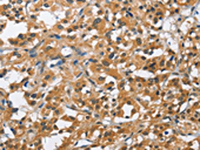 BCL10 Antibody