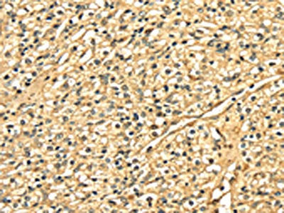 DNASE1 Antibody