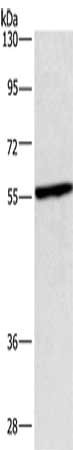CEP55 Antibody