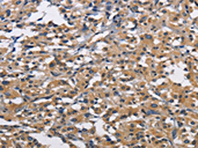 CBY1 Antibody
