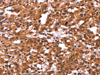 ARL4A Antibody