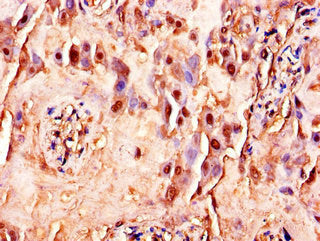 FLT4 Antibody