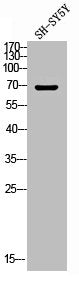 MED26 Antibody