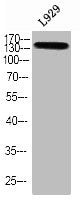 Phospho-TBC1D4 (T642) Antibody