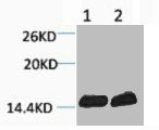 Tri-Methyl-Histone H3 (Lys18) Antibody