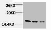 Di-Methyl-Histone H3 (Lys79) Antibody
