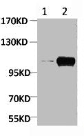 Phospho-PGC (Ser15) Antibody