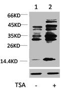 HIST1H4A Antibody
