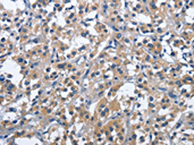 CD244 Antibody