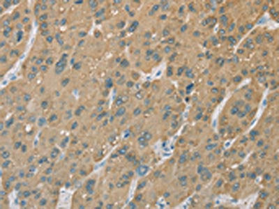 CYP2C9 Antibody