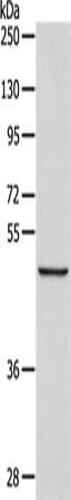 ALKBH1 Antibody
