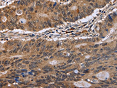 EIF3H Antibody