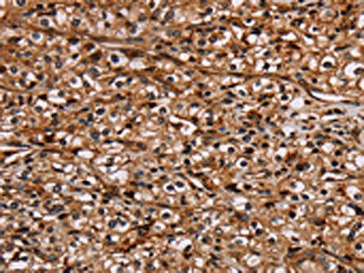 NOC2L Antibody