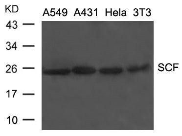 KITLG Antibody