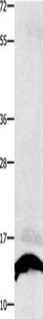 COX5B Antibody