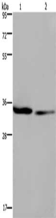 EMD Antibody