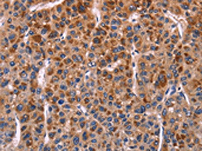 SELPLG Antibody