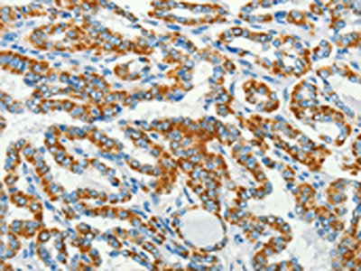 BCAT2 Antibody