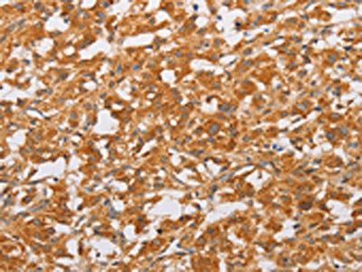 OLR1 Antibody