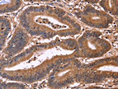 CDC37L1 Antibody