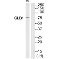 GLB1 Antibody