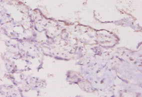Ifng Antibody