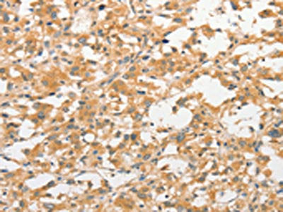 TLR3 Antibody