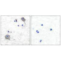 CLDN5 Antibody