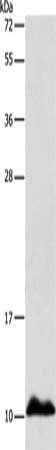 APOC1 Antibody